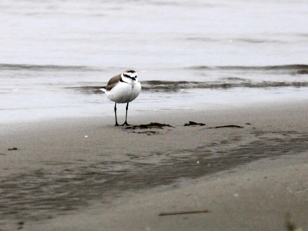 Strandplevier